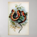 Recherche de serpent venimeux posters Reptilien