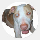 Recherche de yeux bleus autocollants Animal