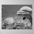 Recherche de peinture de dauphin posters Tropical