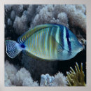 Recherche de underwater posters Marine