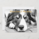 Recherche de colley invitations Collie bore
