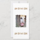 Recherche de porcs photographie Animaux