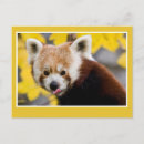 Recherche de panda rouge cartes postales Mignonne