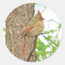 Recherche de cardinaux autocollants Oiseau rouge