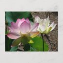 Recherche de paire cartes postales Fleur