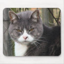 Recherche de chat fâché Minou