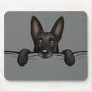Recherche de berger allemand noir tapis souris Amoureux des chiens