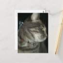 Recherche de pentagramme cartes postales Chat
