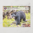 Recherche de ours noir cartes postales Usa