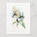 Recherche de colibris cartes postales Illustration