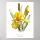 Recherche de iris barbu Jardin