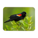 Recherche de chantant magnets Oiseau