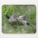 Recherche de marmottes tapis souris Nature
