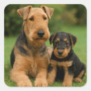 Recherche de airedale autocollants Chiot