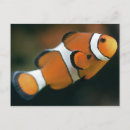 Recherche de nemo cartes postales Poissons