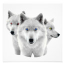 Recherche de loup dans la neige posters Arctique