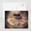 Recherche de zinnia cartes postales Fleur