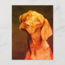 Recherche de magyar cartes postales Vizsla