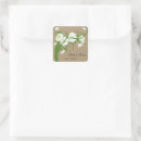 Recherche de marguerites de gerber Gerbera