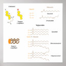 Recherche de molécules posters Molecule