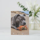 Recherche de staffordshire cartes postales Staffordshire bull terrier
