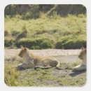 Recherche de panthera autocollants Faune