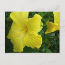 Recherche de de ketmie photographie Floral