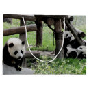 Recherche de panda photographie Mignon
