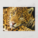 Recherche de jaguars cartes postales Taches