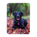 Recherche de chien de labrador magnets Chiot