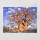 Recherche de okavango cartes postales Delta de l'okavango