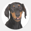 Recherche de dobermann autocollants Race
