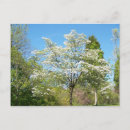 Recherche de dogwood cartes postales Floraison