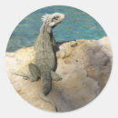 Recherche de iguane autocollants Animal