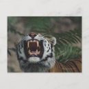 Recherche de panthera cartes postales Animal