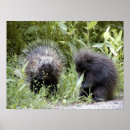 Recherche de porc épic posters Nature