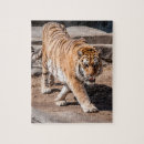 Recherche de tigers puzzles Big cats
