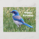Recherche de blue jay anniversaire cartes Bleu
