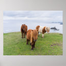 Recherche de poney de shetland posters Côte