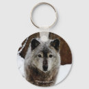 Recherche de loup photographie Neige