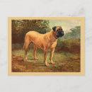 Recherche de mastiff cartes postales Dog
