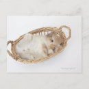 Recherche de douceur cartes postales Mignon