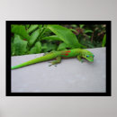 Recherche de geckos posters Gecko vert