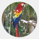 Recherche de perroquet rouge autocollants Perroquets