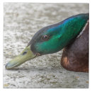 Recherche de canards carreaux Pour tous