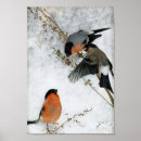 Recherche de chasse neige posters Animal