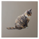 Recherche de chat tigré carreaux Animal