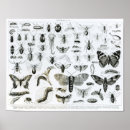 Recherche de chenille posters Larve