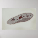 Recherche de microbiologie posters Médical