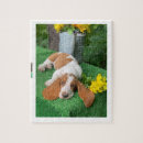 Recherche de basset puzzles Chiot